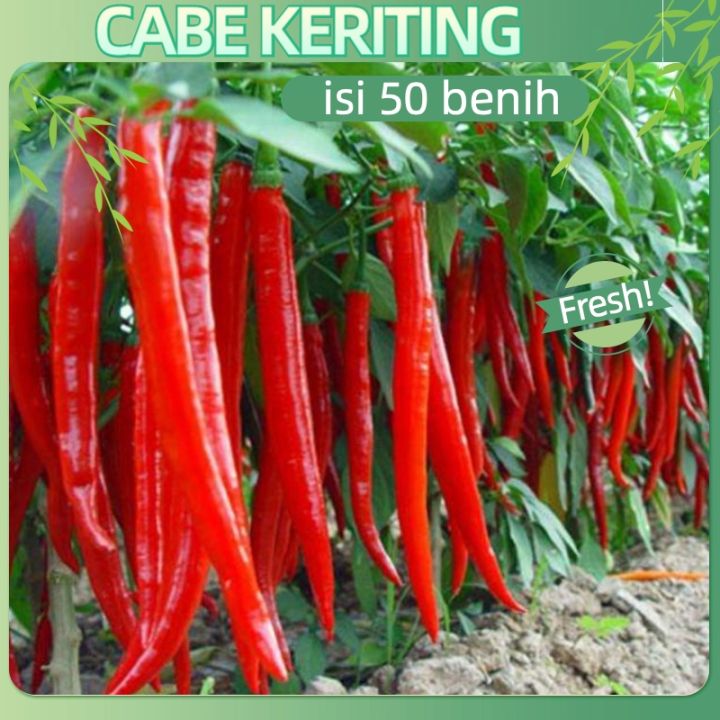 Bibit Cabe Merah Isi 50 Seeds